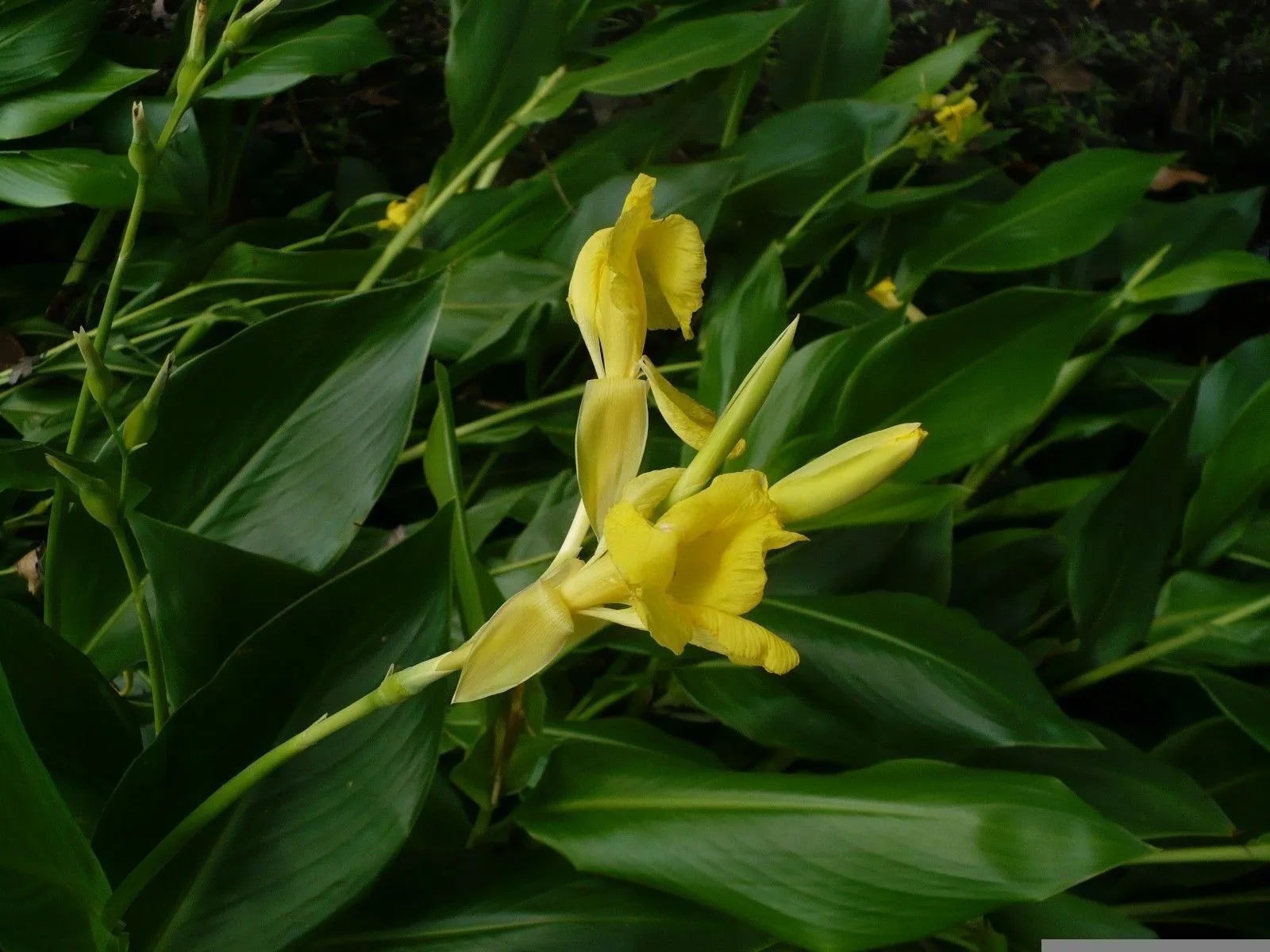 Golden Canna  Canna flaccida  10 Seeds  USA Company