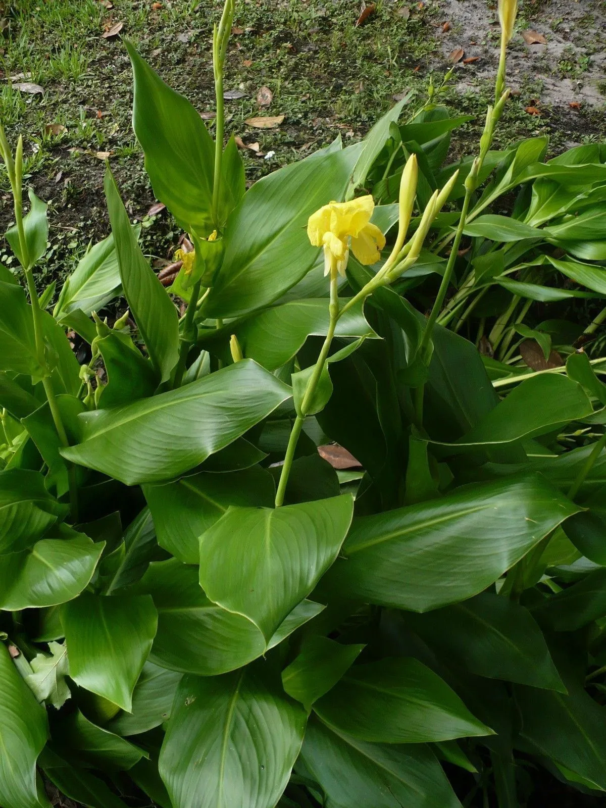 Golden Canna  Canna flaccida  10 Seeds  USA Company