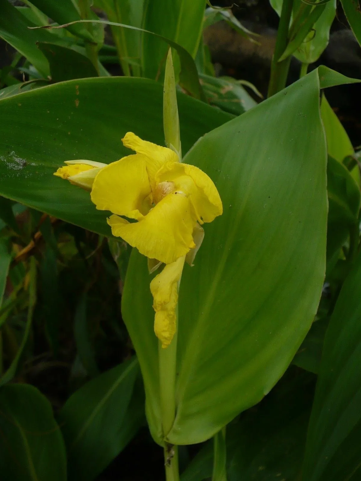 Golden Canna  Canna flaccida  10 Seeds  USA Company