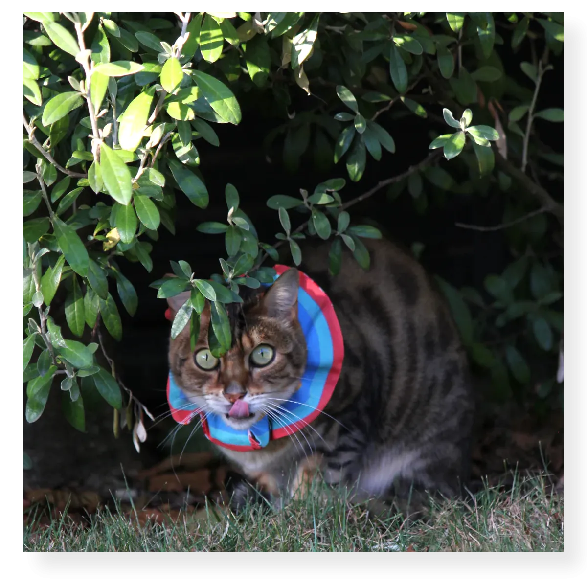 Little Lions Bird Protector Cat Ruffle