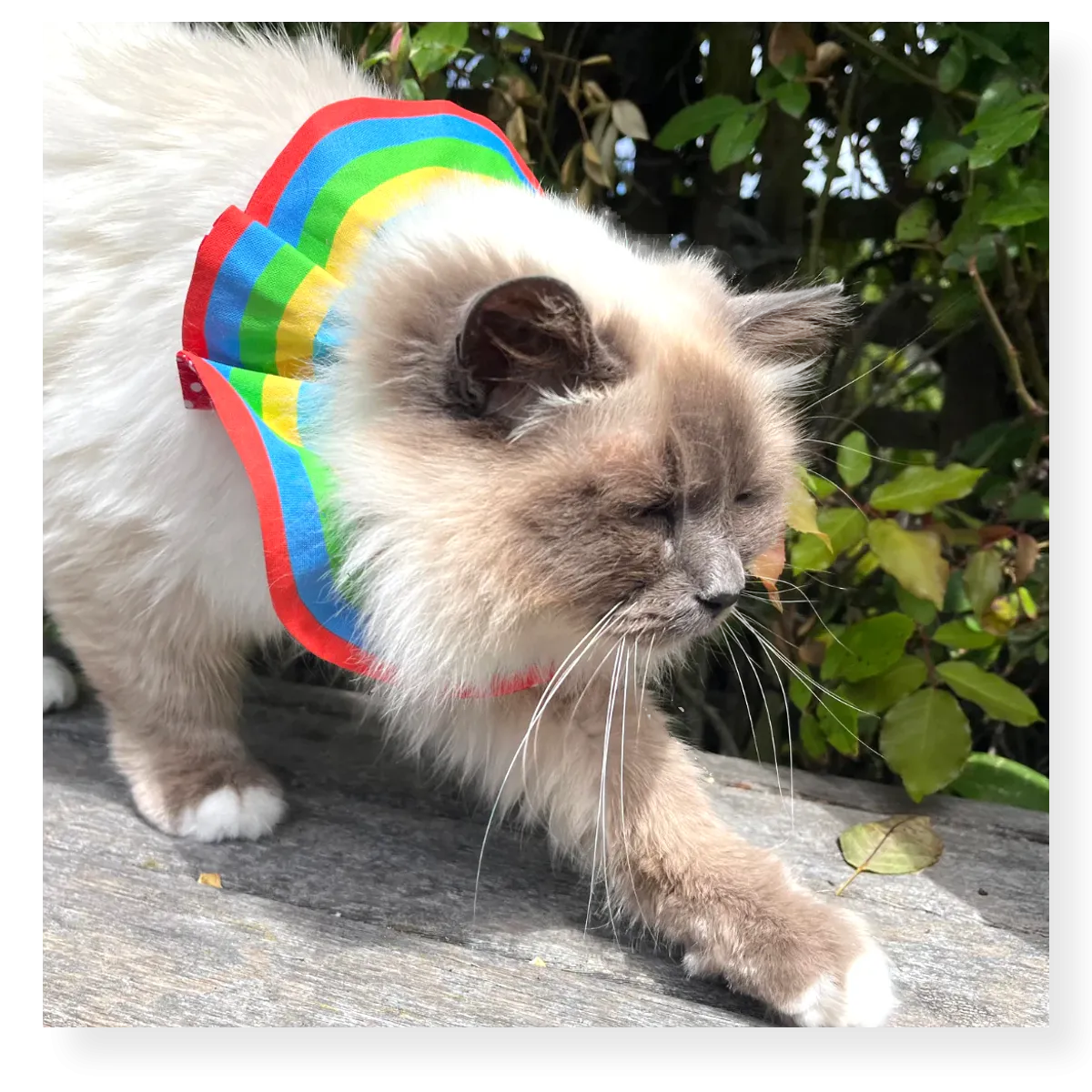 Little Lions Bird Protector Cat Ruffle
