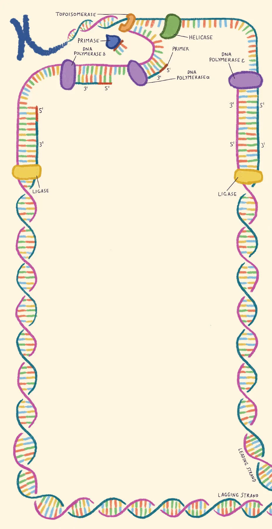 Microbiology Notepad